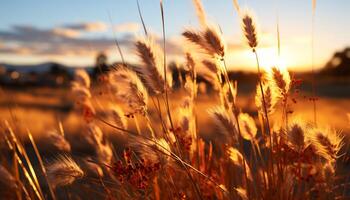 AI generated Sunset over meadow, nature beauty in vibrant colors generated by AI photo