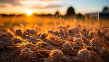 AI generated Sunset over a golden wheat field in summer generated by AI photo