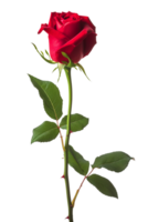 ai generiert ein Single rot Rose mit üppig Grün Blätter isoliert transparent Hintergrund, png