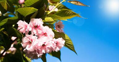 floreciente ramita de rosado sakura en contra el azul cielo en un soleado primavera día. primavera composición. bandera. Copiar espacio. selectivo enfocar. foto