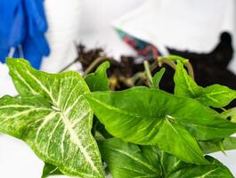 Transplanting and caring for houseplants. Syngonium plant. Home gardening. Close-up. photo