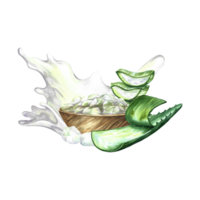 aloe vera. ritad för hand vattenfärg illustration. en blad av aloe vera, skivor av aloe och en trä- kopp med bitar av aloe. isolera. för förpackning kosmetika och mediciner. för banderoller, posters och flygblad png