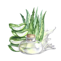 Aloe vera. Hand-drawn watercolor illustration. Aloe vera bush, slices of aloe and a glass jar with aloe juice. Isolate. For packaging cosmetology and medicines. For banners, posters and flyers. png