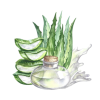 aloe vera. disegnato a mano acquerello illustrazione. aloe Vera cespuglio, fette di aloe e un' bicchiere vaso con aloe succo. isolato. per confezione cosmetologia e medicinali. per striscioni, manifesti e volantini. png