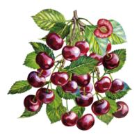 A branch with cherry fruits. Juicy ripe fresh fruit. The watercolor illustration is hand-drawn. Isolated. For labels, packaging and banners. For textiles, prints and stickers. For menus, cards. png