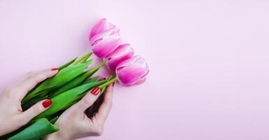 Womans hands holds pink tulips flowers on pink background. Greeting card. Flatlay. Banner. Copy space. Close-up. Top view. photo