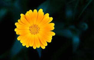 Orange flower on a dark green background. Close-up. Copy space. Selective focus. photo