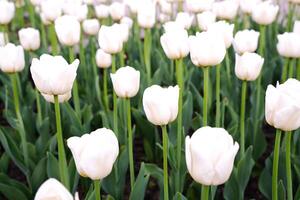 Field with beautiful white tulips. Spring composition. Selective focus. photo