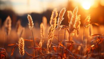 AI generated Sunset over a golden wheat field in summer generated by AI photo