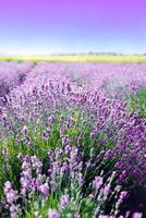 hermosa lavanda campo en un brillante soleado verano día. selectivo enfocar. Copiar espacio. foto