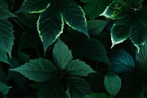 Natural background of green leaves. Selective focus. photo