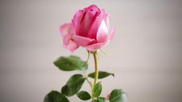 Rosa schön Sommer- Rosen auf hölzern Tabelle video