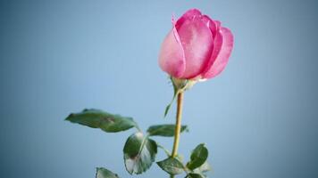 Rosa schön Sommer- Rosen isoliert auf Blau Hintergrund video