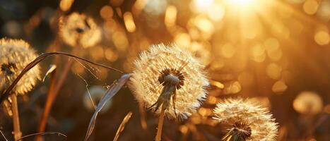 AI generated A pair of dandelion seed heads, capturing the warm glow of a setting sun photo