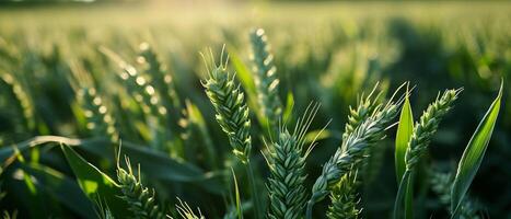 AI generated Young green wheat ears glowing in the soft light of sunset photo