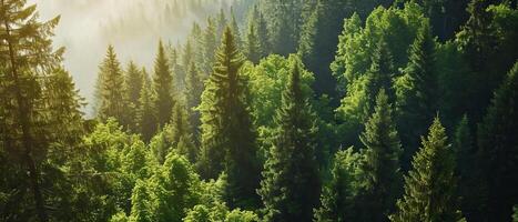 AI generated Sun rays filter through a dense forest of evergreen trees photo