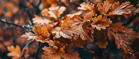 AI generated Oak leaves bask in the soft autumnal light photo