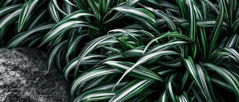 ai generado de cerca intrincado detalles de un verde y blanco planta, con un atención en sus único colores y texturas foto