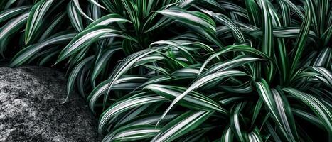 AI generated close-up intricate details of a green and white plant, with a focus on its unique colors and textures photo