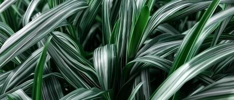 AI generated close-up detailed features of a green and white plant photo