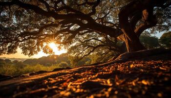 ai generado puesta de sol terminado el bosque, naturaleza vibrante otoño belleza generado por ai foto