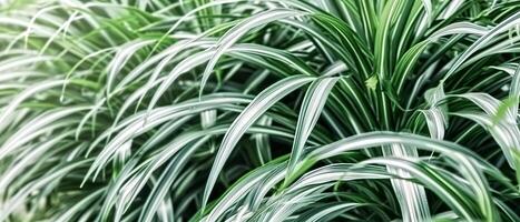 AI generated A detailed view of a plant with green and white foliage photo