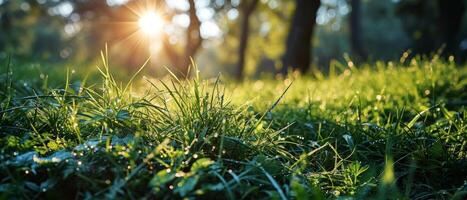 AI generated The soft morning light filters through a lush carpet of dew-covered grass photo