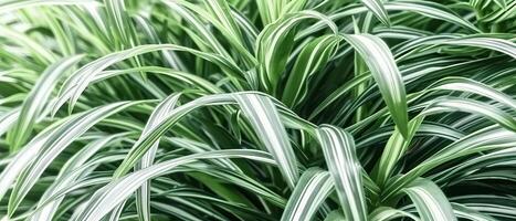 AI generated A detailed view of a plant with green and white foliage photo