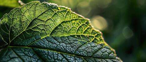 AI generated A single green leaf with a complex network of veins illuminated by soft sunlight photo