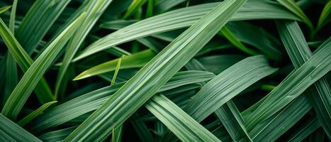 AI generated Close-up of fresh green narrow leaves, creating a textured photo