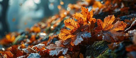 AI generated Autumn leaves glow in the soft golden light of the setting sun photo