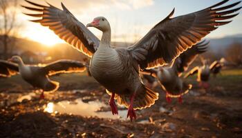 ai generado volador Gaviota en atardecer, naturaleza belleza en movimiento generado por ai foto