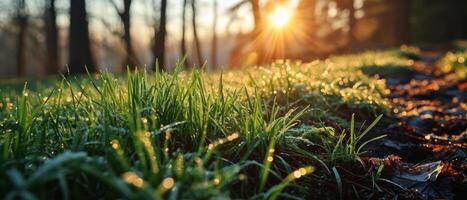 AI generated Early morning dew clings to fresh green grass with the sunrise filtering through a peaceful forest clearing photo