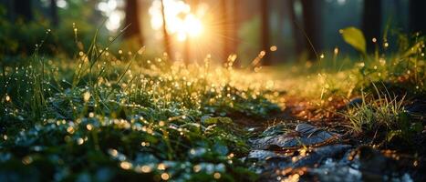 AI generated Sunset light streams through a forest, casting a golden glow on the dew-covered underbrush and creating a magical bokeh effect photo