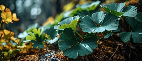 ai generado gingko biloba hojas adornado con gotas de rocío, tomando el sol en suave, moteado luz de sol foto