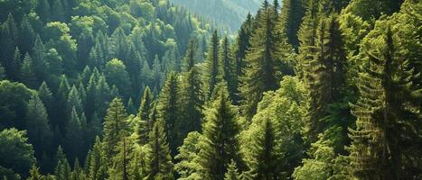 ai generado lozano verde coníferas en un denso, brumoso bosque paisaje foto