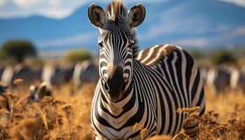 AI generated Zebra herd grazing on African savannah, nature beauty generated by AI photo