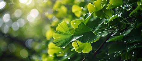 ai generado cargado de rocío gingko biloba hojas brillante en el amable luz de sol foto