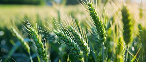 AI generated A wheat field captured at golden hour, the sun's rays highlighting the dew on each ear photo