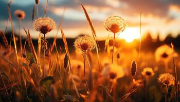 ai generado puesta de sol prado, flor silvestre crecimiento, belleza en naturaleza generado por ai foto