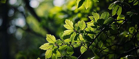 AI generated Sunlit Green Leaves photo