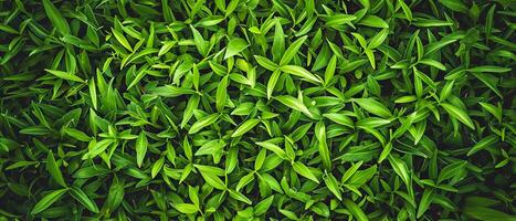 AI generated Close-up of dense green grass with a variety of leaf shapes photo