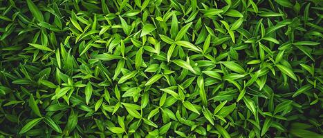 AI generated Close-up of dense green grass with a variety of leaf shapes photo