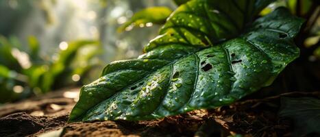 AI generated Sunlight filters through a fresh green leaf covered in dew drops, emphasizing the leaf's intricate vein pattern photo