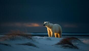 AI generated Cute arctic mammal standing on ice, looking at camera generated by AI photo