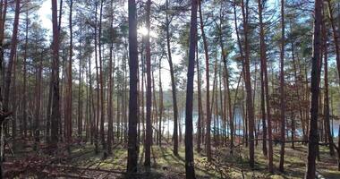 Video von ein gehen im ein Fichte Wald im Hintergrundbeleuchtung während das Tag