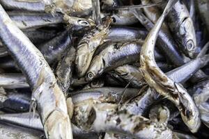 Fresco sardinas a un mercado foto