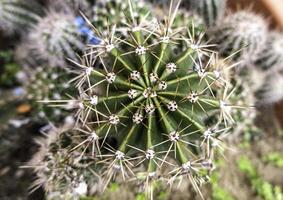 Spiked cactus in a pot photo