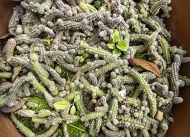 claveteado cactus en un maceta foto