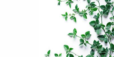 AI generated Green plant leaves and vines on a white background with copy space. Greenery, nature, growth concept, graphic design resource element photo